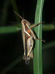 Phaeocatantops solitarius