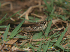 Aiolopus thalassinus