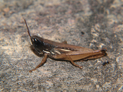 Tristria angolensis