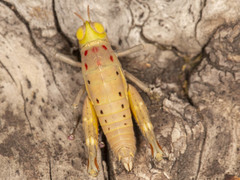 Thericles obtusifrons