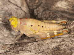 Thericles obtusifrons