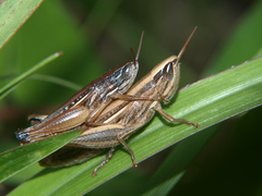 Tristria angolensis