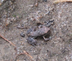 Physalaemus cuvieri