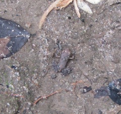 Physalaemus cuvieri
