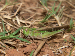 Aiolopus thalassinus