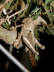 Abisares viridipennis