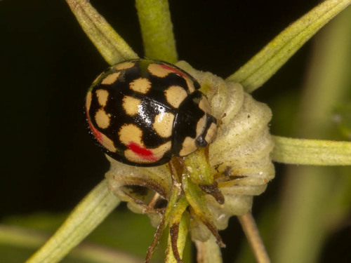 Sulfurous Lady Beetle