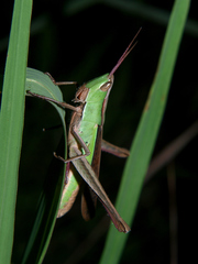 Orthochtha dasycnemis