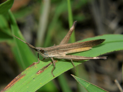 Genus Machaeridia · iNaturalist
