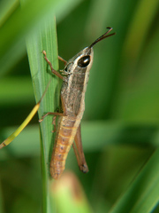 Parodontomelus brachypterus