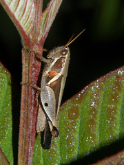 Phaeocatantops solitarius