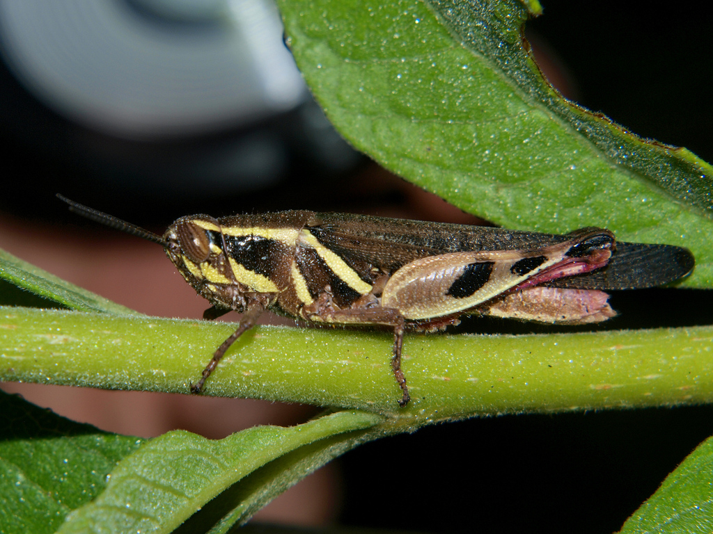 Exopropacris