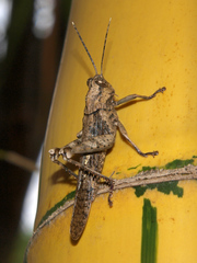Abisares viridipennis