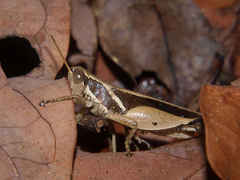 Phaeocatantops solitarius