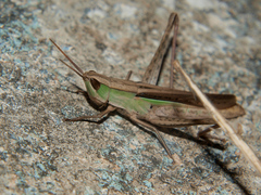 Cohembia acuta