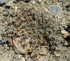 Astragalus albens