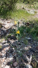 Echeandia flavescens