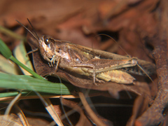 Aiolopus thalassinus