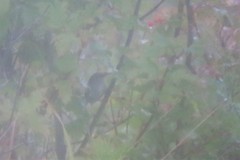 Locustella lanceolata