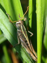 Cyathosternum prehensile