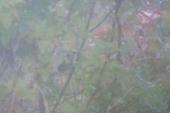 Locustella lanceolata