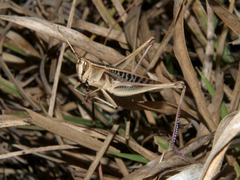 Cyathosternum prehensile