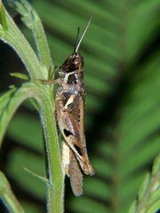Catantops melanostictus