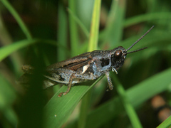 Catantops melanostictus
