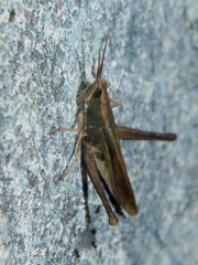 Cohembia acuta