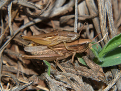 Tristria angolensis
