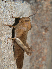 Abisares viridipennis