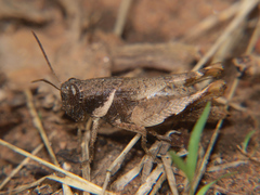 Eucoptacra