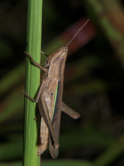 Cohembia acuta
