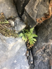 Asplenium adiantum-nigrum