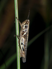 Catantops melanostictus