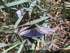 Catocala insolabilis