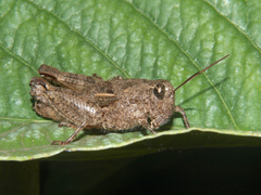 Acrophymus cuspidatus