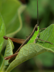 Orthochtha dasycnemis