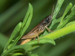 Tristria angolensis