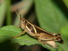 Phaeocatantops solitarius