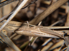 Tristria angolensis