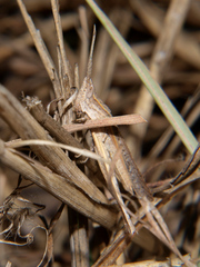 Machaeridia conspersa