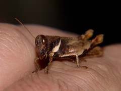 Eucoptacra