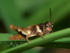 Eucoptacra