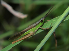 Orthochtha dasycnemis