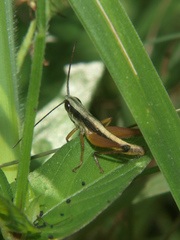 Parodontomelus brachypterus