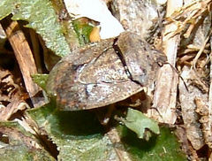 Hymenarcys nervosa