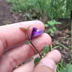 Scutellaria dumetorum