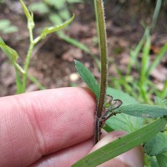 Scutellaria dumetorum