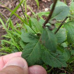 Scutellaria dumetorum